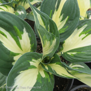 Hosta – Paul Revere