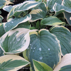 Hosta – Wide Brim