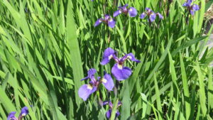 Iris Dwarf – Arctic