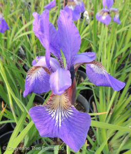 Iris Siberian – Caesar’s Brother