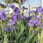 Iris germanica BREAKERS German Bearded Iris Perennial Beaumont, Alberta Edmonton, Alberta Tree Nursery, Greenhouse & Garden Centre