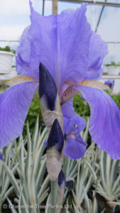 Iris German Bearded – Breakers