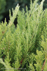 Juniper – New Blue Tamarix