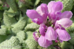 Spotted Dead Nettle (Lamium) – Red Nancy