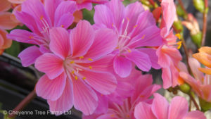 Bitterroot – Elise