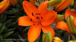 Lily Asiatic – Tiny Dino Dwarf