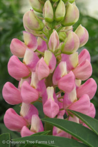 Lupine – Gallery Dwarf Pink