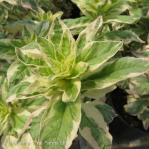 Loosestrife – Alexander