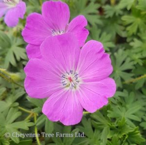 Cranesbill (Geranium) – Max Frei