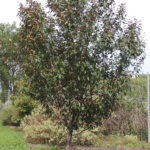 Courageous Flowering Crabapple - Cheyenne Tree Farms