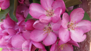 Crabapple Columnar – Purple Spire Flowering