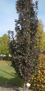 Malus Purple Spire Columnar Flowering Crabapple Tree Beaumont, Alberta Edmonton, Alberta Tree Nursery, Greenhouse & Garden Centre