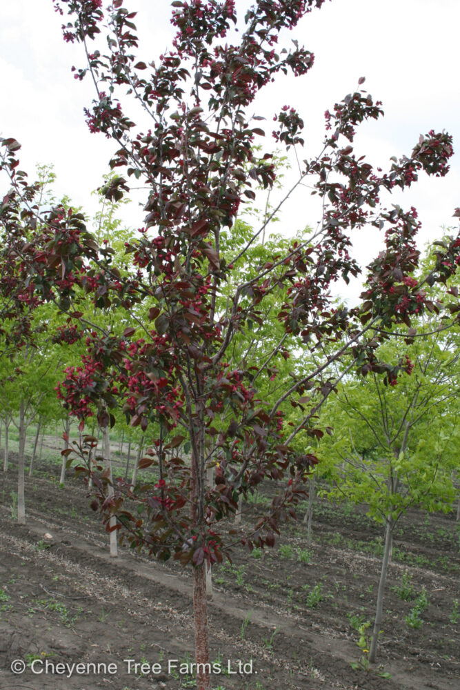 Crabapple Royalty Flowering Cheyenne Tree Farm Trees, Shrubs