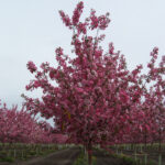 Malus RUDOLPH Flowering Crabapple Tree Beaumont, Alberta Edmonton, Alberta Tree Nursery, Greenhouse & Garden Centre
