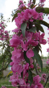 Crabapple – Shaughnessy Cohen Flowering
