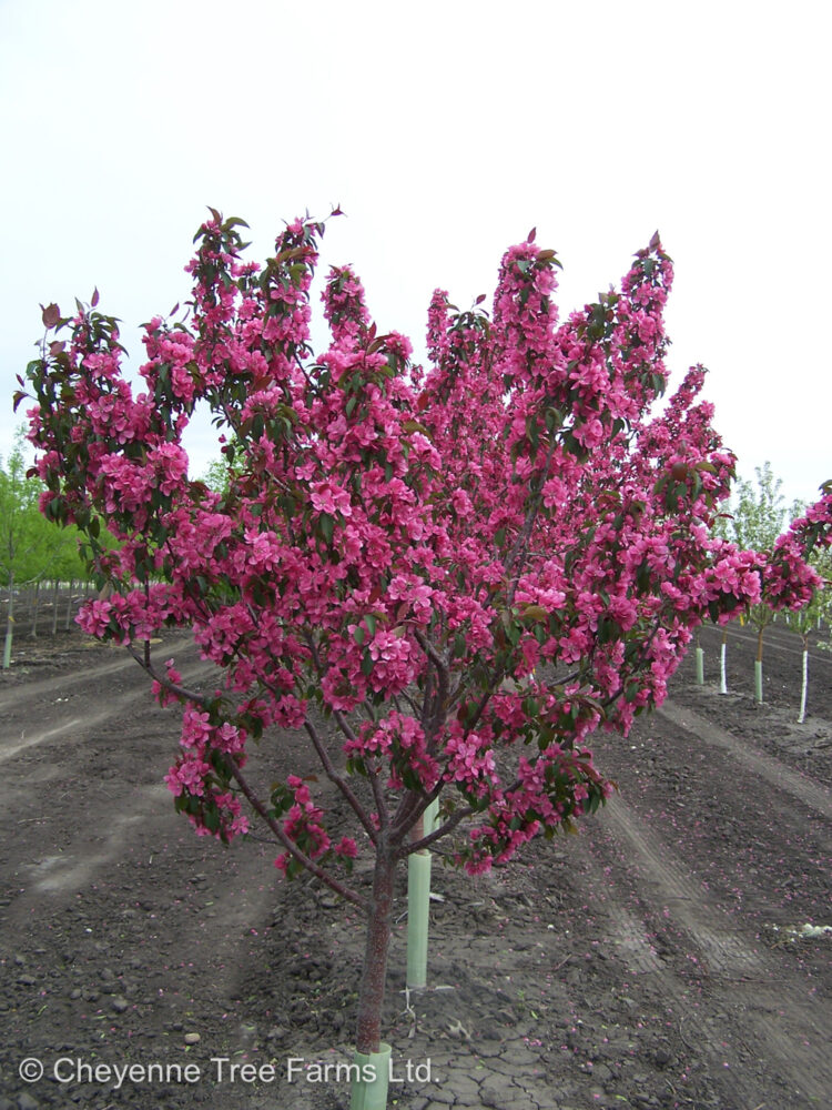 Crabapple Shaughnessy Cohen Flowering Cheyenne Tree Farm Trees
