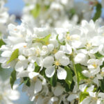 Malus SPRING SNOW Flowering Crabapple Tree Beaumont, Alberta Edmonton, Alberta Tree Nursery, Greenhouse & Garden Centre