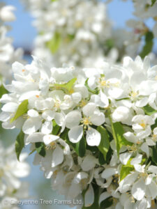 Malus SPRING SNOW Flowering Crabapple Tree Beaumont, Alberta Edmonton, Alberta Tree Nursery, Greenhouse & Garden Centre