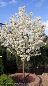 Crabapple – Spring Snow Flowering