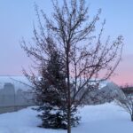 Malus STARLITE Flowering Crabapple - Cheyenne Tree Farm