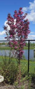 Malus adstringens 'Durleo' GLADIATOR Flowering Crabapple Tree