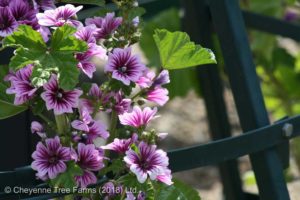 Mallow – Zebrina