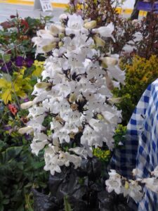 Beardtongue – Husker’s Red