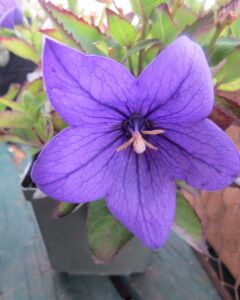 Balloon Flower – Astra Blue