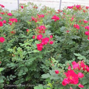 Rosa ADELAIDE HOODLESS Rose Shrub Tree Nursery, Greenhouse & Garden Centre