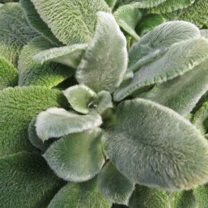 Lamb’s Ear