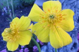 Globeflower – Dwarf