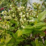 CTF Vaccinium CHIPPEWA Blueberry Shrub Beaumont, Alberta Edmonton, Alberta Tree Nursery, Greenhouse & Garden Centre