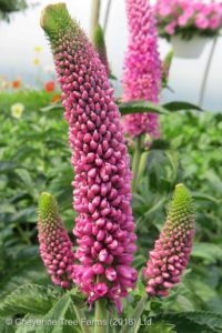 Speedwell – First Love