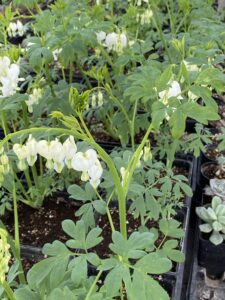 Bleeding Heart – White