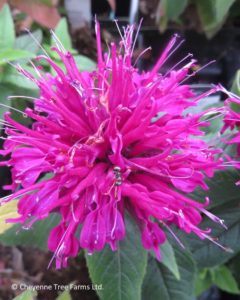 Bee Balm – Balmy Purple