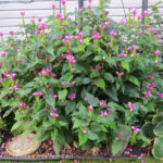 CTF © - Chelone PINK Turtlehead Flowering Perennial Beaumont, Alberta Edmonton, Alberta Tree Nursery, Greenhouse & Garden Centre