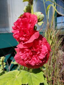 Hollyhock – Chater’s Double
