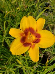 Daylily – Fooled Me