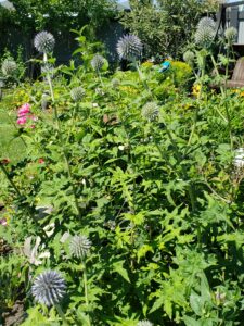 Globe Thistle