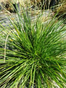 Tufted Hair Grass – Goldtau