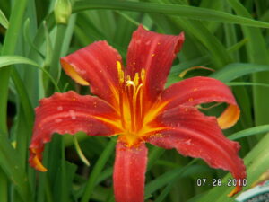 Daylily – Purple D’Oro