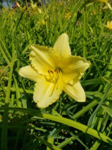Daylily – Hyperion