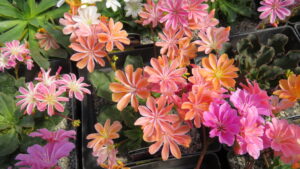 rock garden, alpine garden, drought tolerant, orange flowers, peach flowers, garden centre, beaumont, leduc