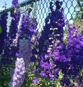 Delphinium – Pagan Purples New Millenium