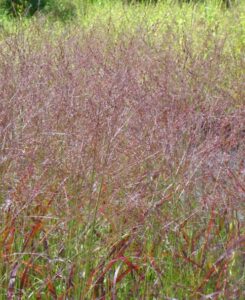 Switch Grass – Red