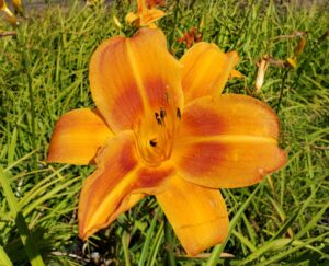 Daylily – Rocket City