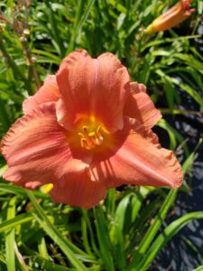 Daylily – South Seas