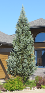 Spruce – Columnar Blue
