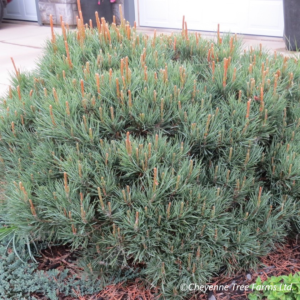 Pine – Dwarf Blue Scots