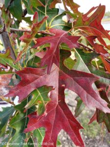 Oak Northern Pin – Majestic Skies™